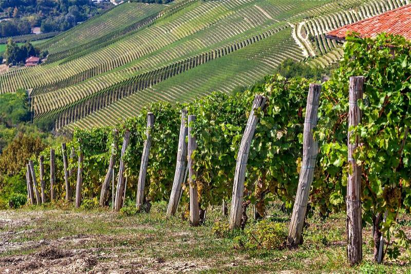 Green vines of the vineyards on the hills of Piedmont, Northern Italy, stock photo