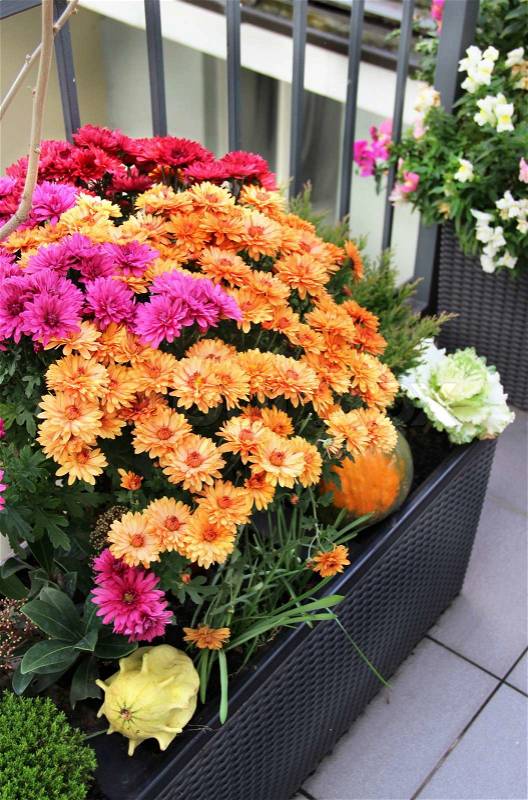 Mix of beautiful vivid terrace fall flowers and pumpkin , stock photo