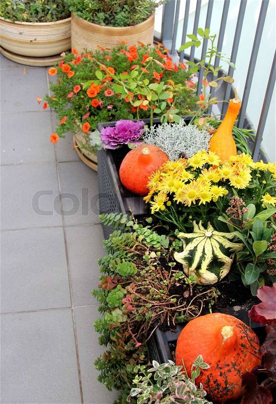 Mix of beautiful vivid terrace fall flowers and pumpkin, stock photo