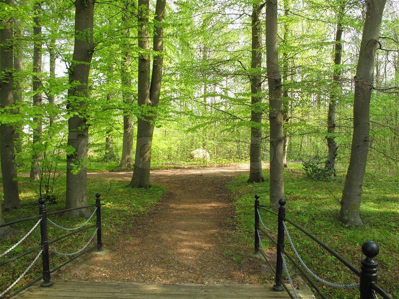 Entrance to Danish spring beech forest with delicate green leaves, stock photo