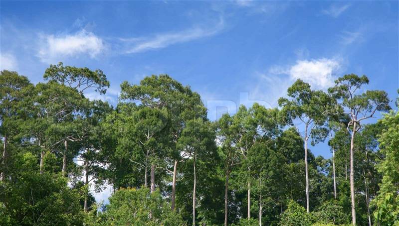 Looking up to the blue sky in forest through the trees. Ecological concept, stock photo