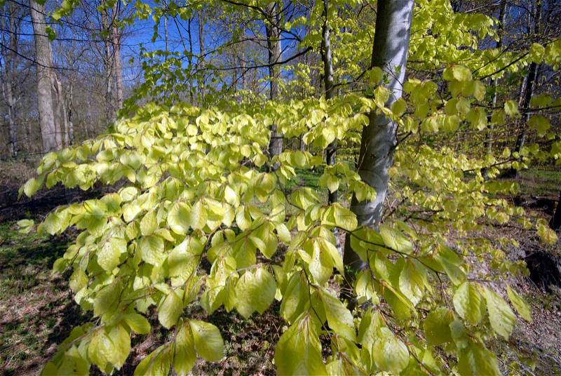 Light green leafs. Springtime in a Danish forest ? Light green beech leafs all over, stock photo