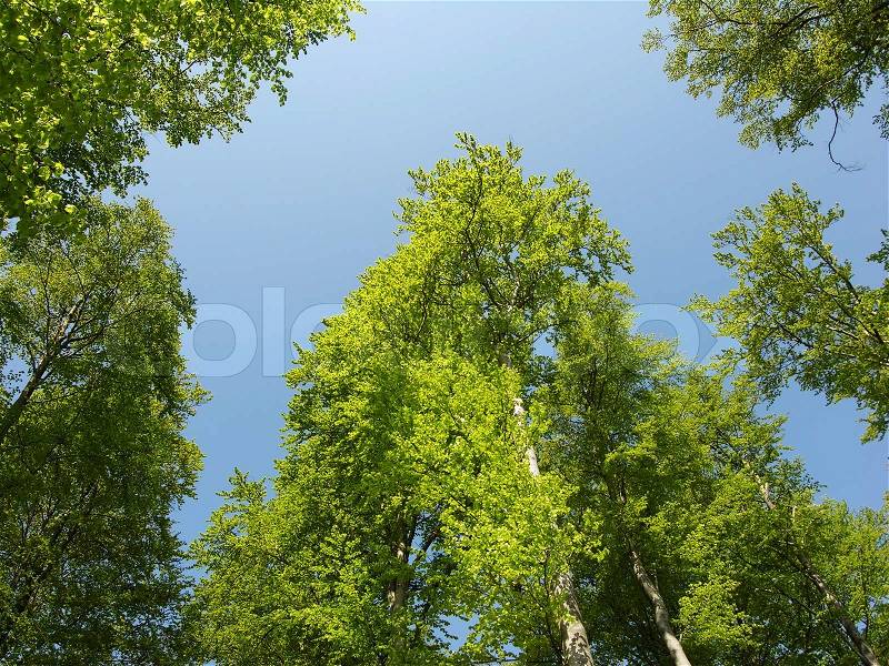 Beech forest. Springtime in a Danish forest ? Light green beech leafs all over, stock photo