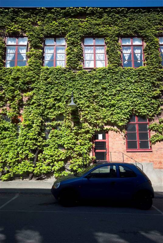 Green wall. Old factory building from Sweden covered with green creeper, stock photo