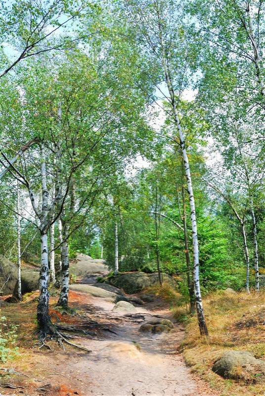 Green birch trees and narrow hiking trail, stock photo