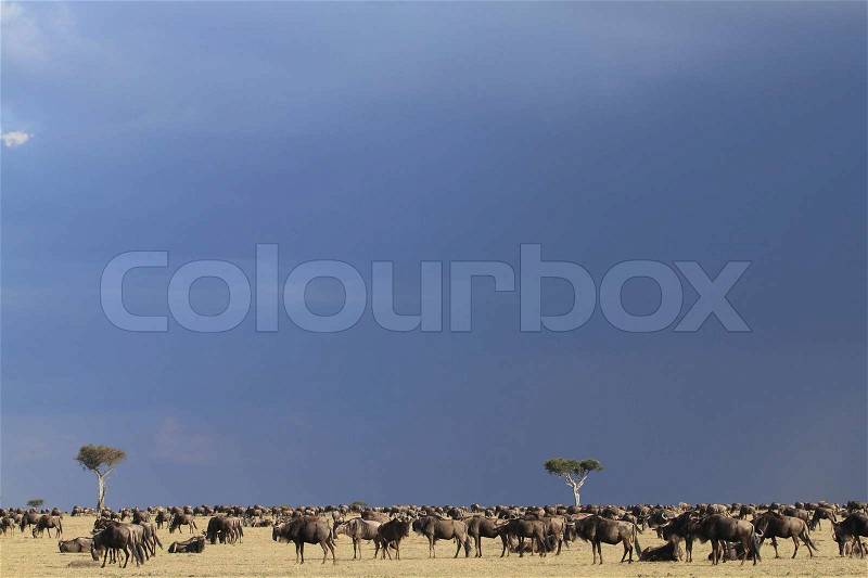 Great Migration in Maasai Mara, stock photo