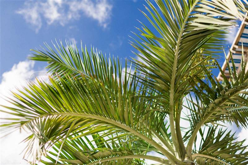 Vacation, nature and background concept - palm tree over blue sky with white clouds, stock photo