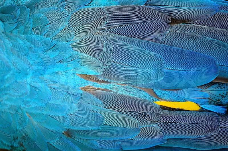 Colorful bird feathers, Blue and Gold Macaw feathers background , stock photo
