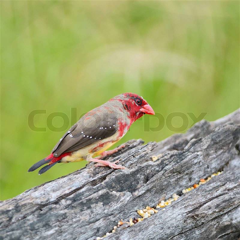 Beautiful red bird, juvenile male Red Avadavat (Amandava amandava) on the breeding plumage season, side profile, stock photo