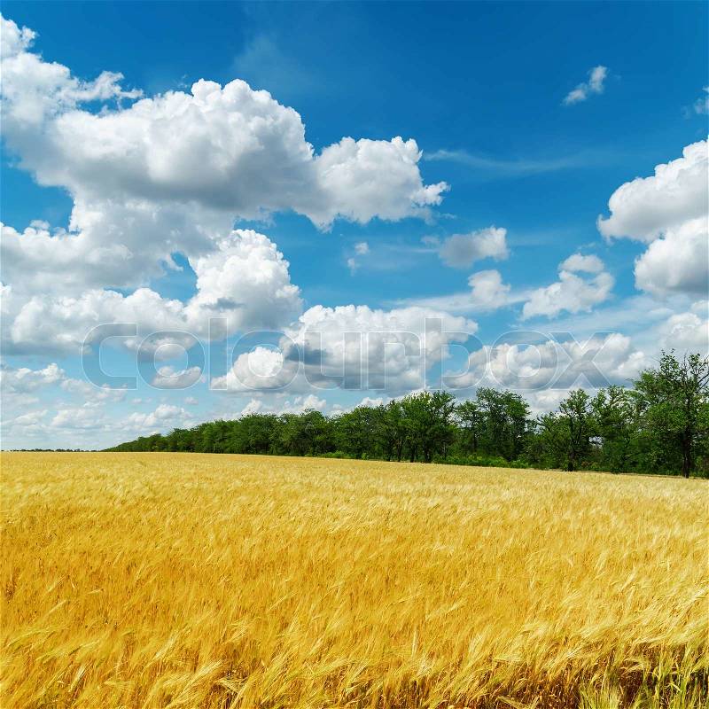 Golden harvest and clouds in blue sky, stock photo