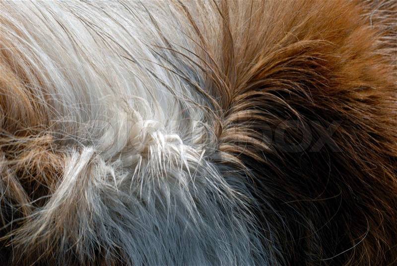 Close-up detail image of part of a horse, stock photo