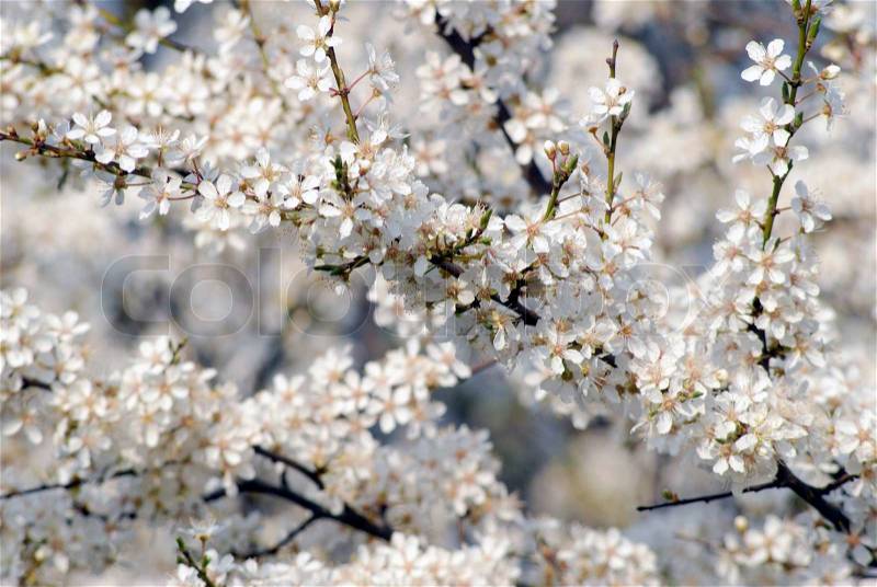 All over white flowers. Hawthorn in blossom during springtime, stock photo