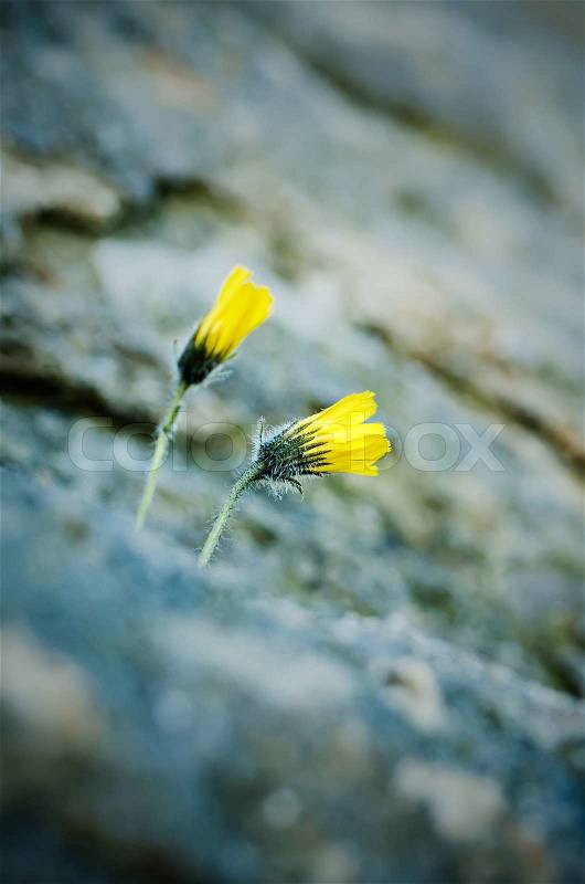 Yellow flowers blossoming in the rock, natural floral vintage background, stock photo