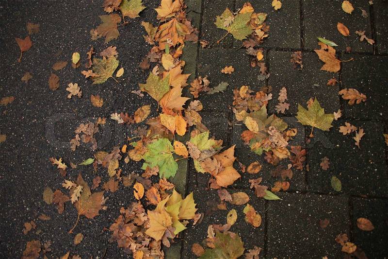 On the foot path and bike path are fallen leafs in many colours on the ground in the residential area in autumn, stock photo