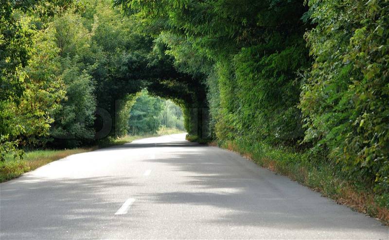 Green tunnel in the trees above a road, stock photo