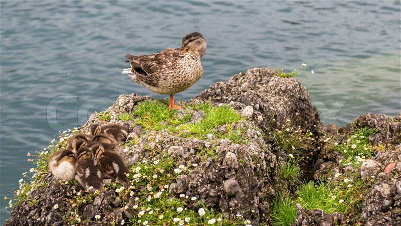 Mom duck and her babys in lake garda. Lago di Garda, stock photo