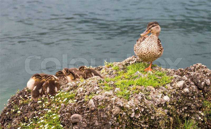 Mom duck and her babys in lake garda. Lago di Garda, stock photo