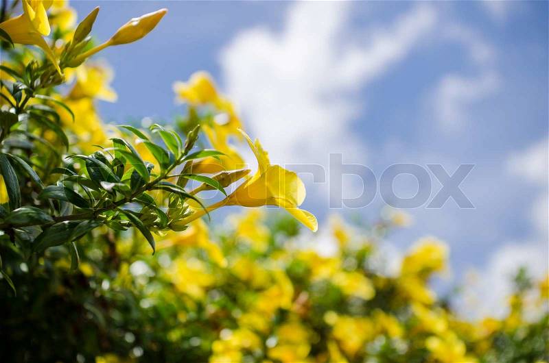 Golden Trumpet flower or Allamanda cathartica in the garden or nature park, stock photo