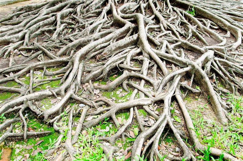 Big tree root, stock photo