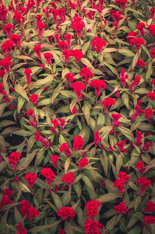 Red Celosia or Wool flowers or Cockscomb flower in the garden or nature park vintage, stock photo