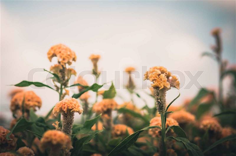 Orange Celosia or Wool flowers or Cockscomb flower in the garden or nature park vintage, stock photo