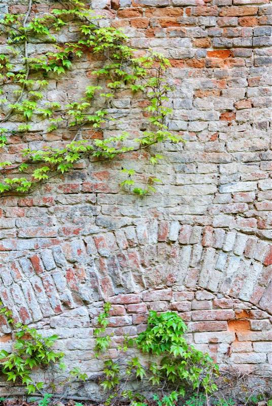Old brick wall with green ivy creeper plant, stock photo