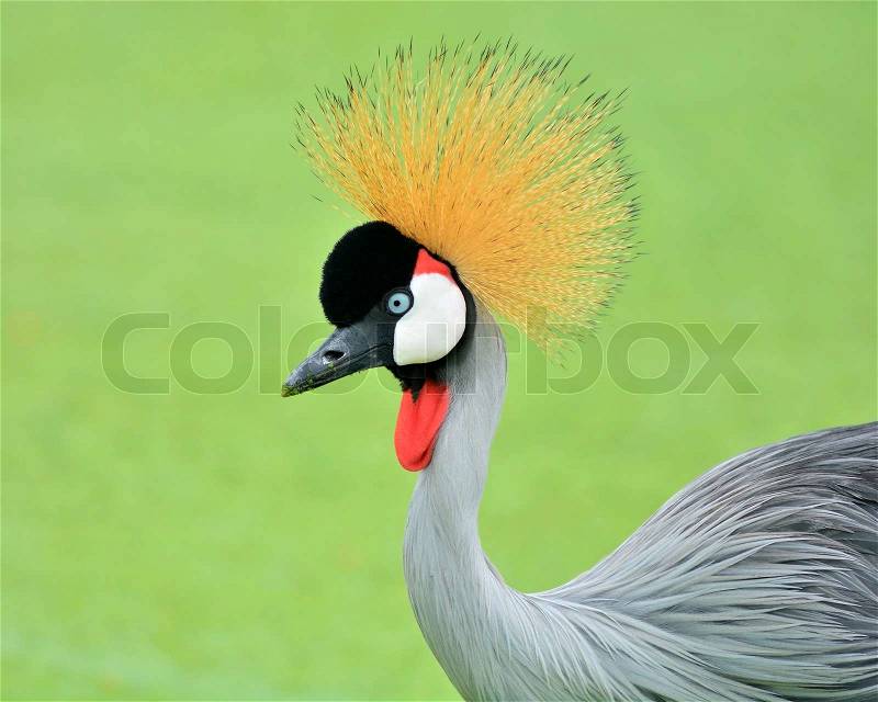 Beautiful Grey Crowned Crane bird with blue eye and red wattle, stock photo