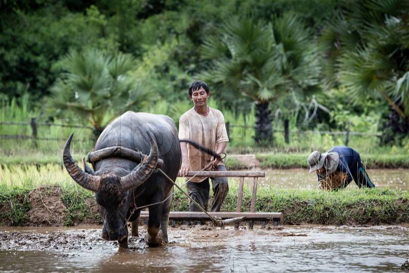 Asian farmer working with his buffalo, stock photo