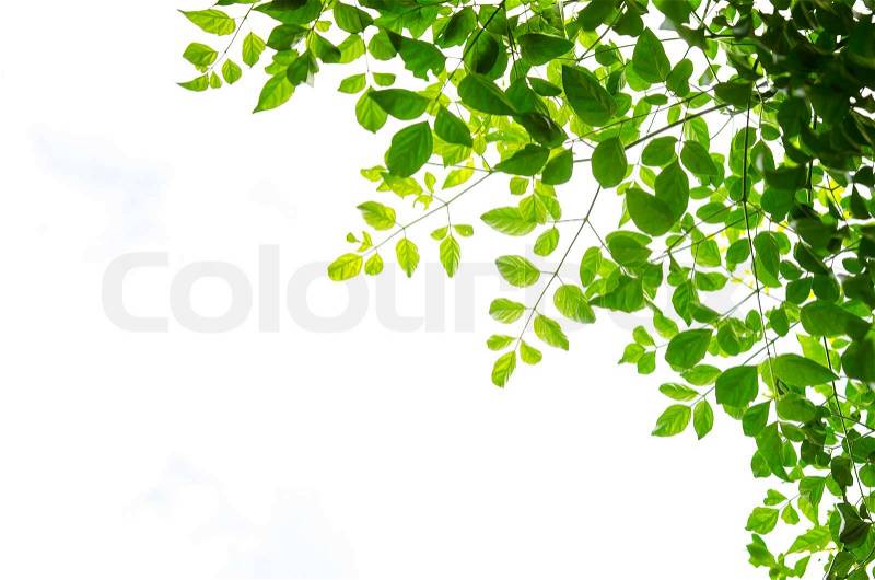 Green leaf isolated on white background, stock photo