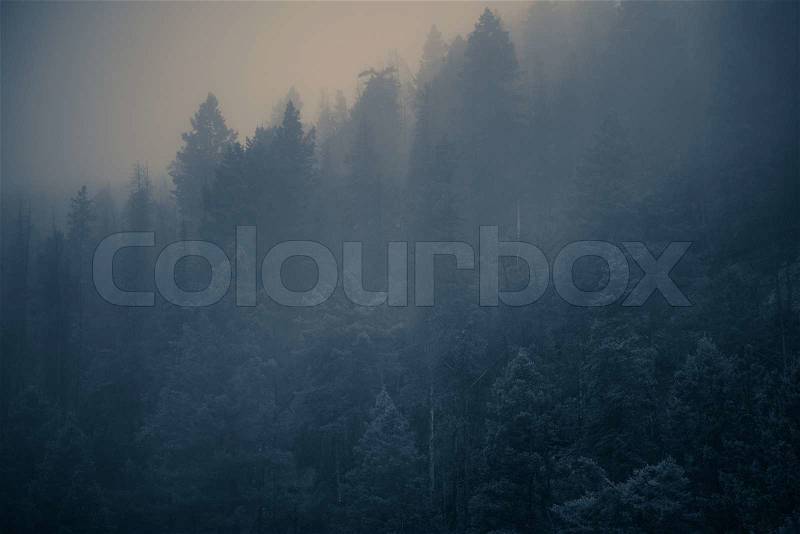 Mysterious Foggy Forest - Vintage Color Grading. Foggy Forest Photo Background, stock photo