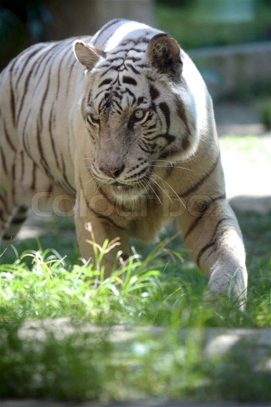 A close up shot of a white Tiger, stock photo