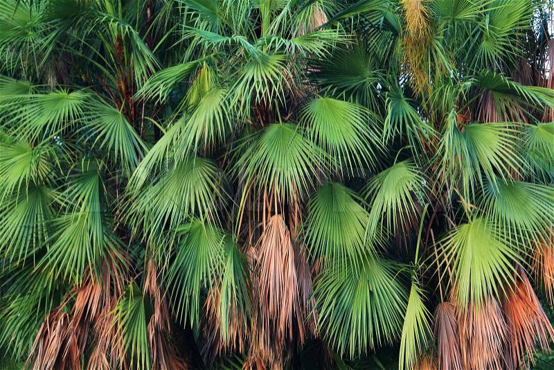 Palm trees leaves, stock photo
