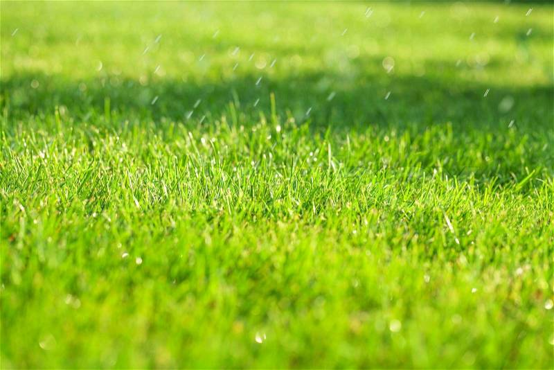 Green grass sunny field with rain drops, stock photo