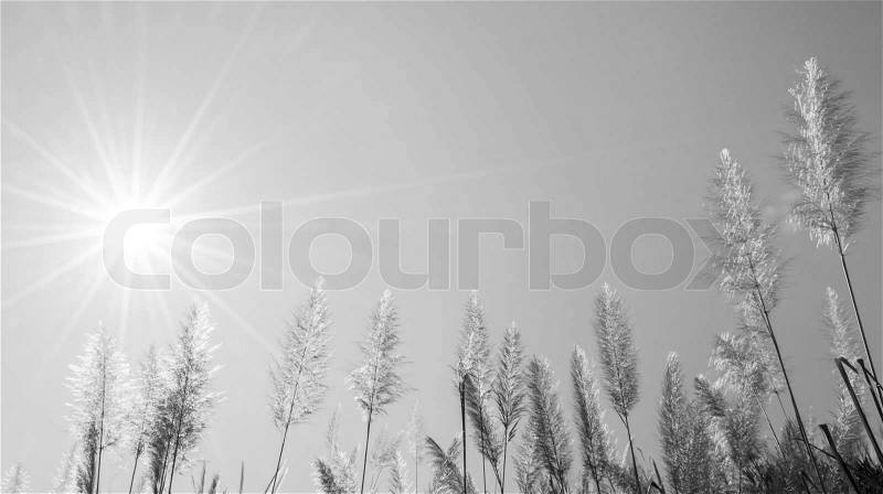 The Feather Grass Flower and the Sun is in Black and White, stock photo