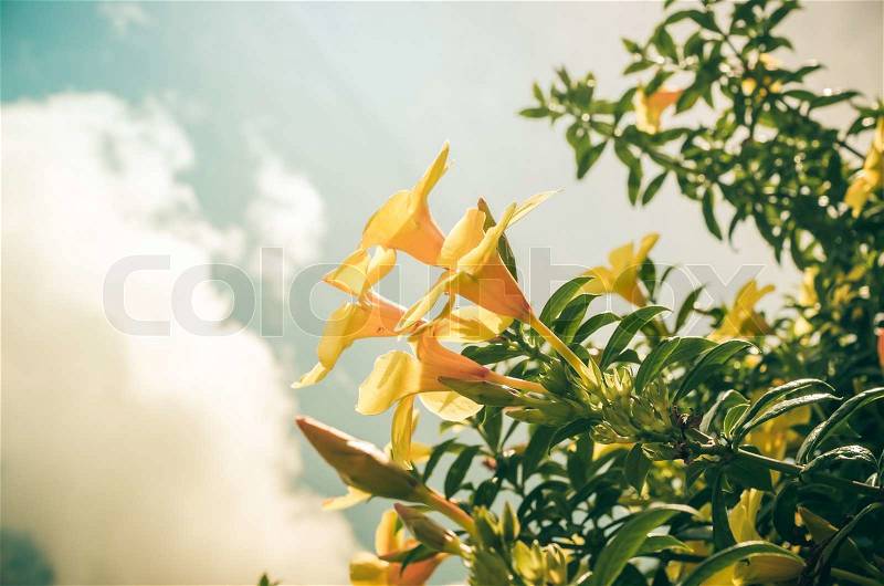 Golden Trumpet flower or Allamanda cathartica in the garden or nature park vintage, stock photo