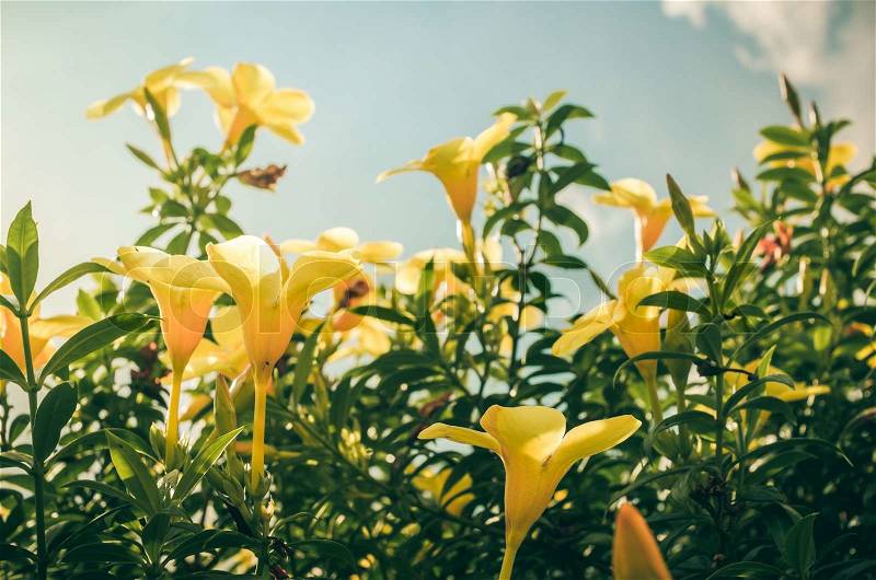Golden Trumpet flower or Allamanda cathartica in the garden or nature park vintage, stock photo