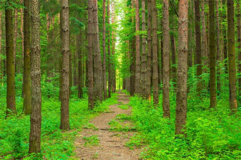 Pathway in the forest of tall trees, stock photo