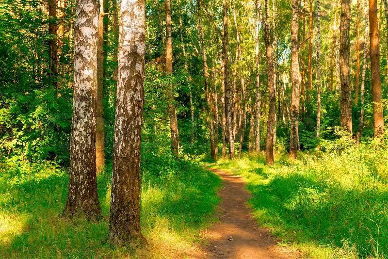 Summer forest with birches. The path stretches deep into the forest, stock photo