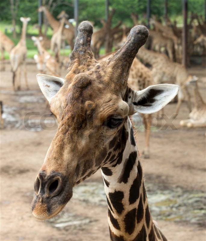 Close up portrait of giraffe, stock photo