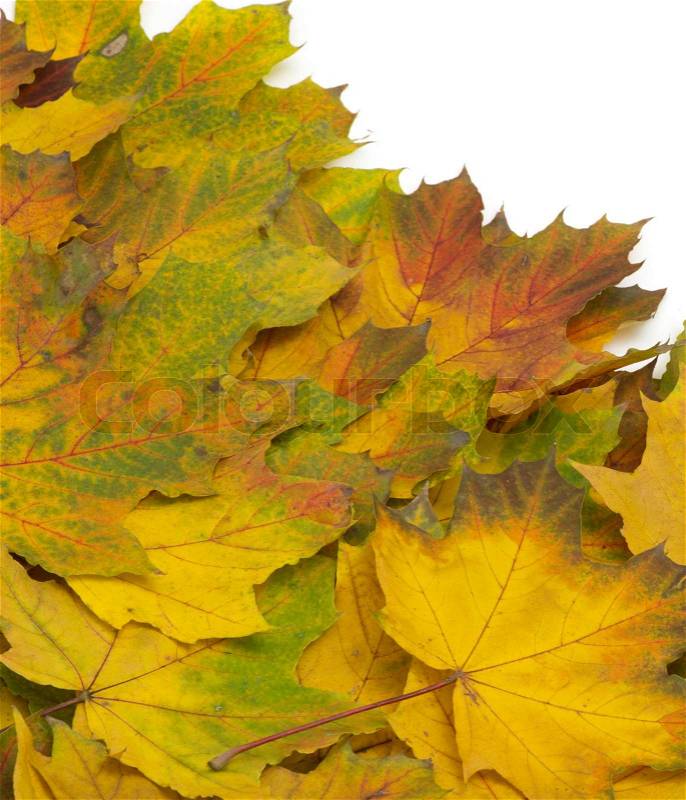 Autumn maple leafs isolated on a white, stock photo