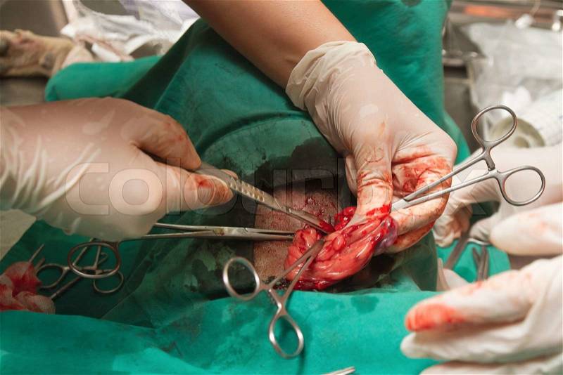 Dog in a veterinary surgery ,veterinarian sterilization operation on dog, stock photo