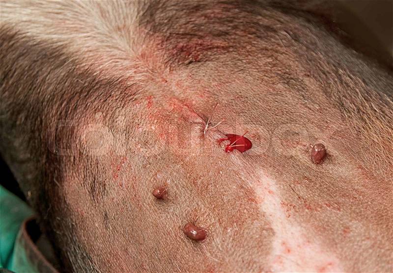 Dog surgery wound ,post operation wound on abdomen in the dog, stock photo
