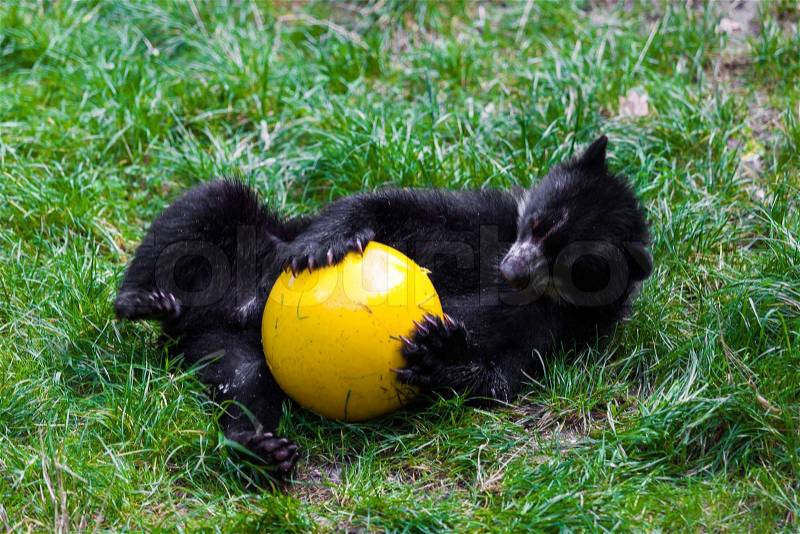 Little bear playing with ball. small wild bear, stock photo