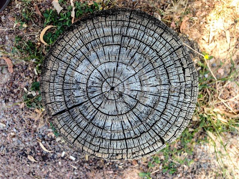 Cross section of tree trunk showing growth rings, stock photo