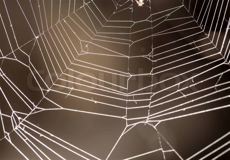 Spider web with colorful background, stock photo