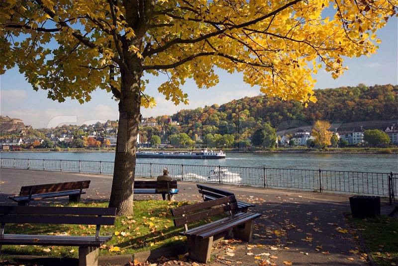 Sitting under autumn tree. Man sitting under yellow autumn tree near by the German Rhine river bank, stock photo