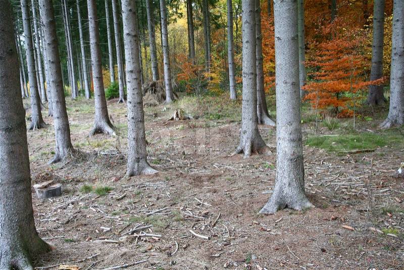 Beautiful danish forest in autumn: Aller?d, Blovstr?d Tokkek?b hegn, stock photo