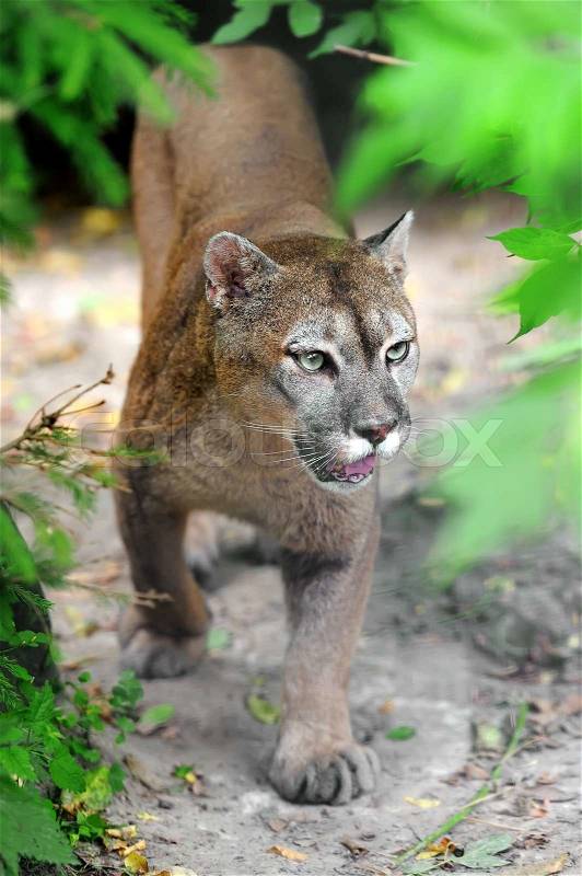 Close up big cougar in natural habitat, stock photo