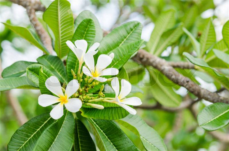 Frangipani or Pagoda tree or Temple tree flower in the garden or nature, stock photo
