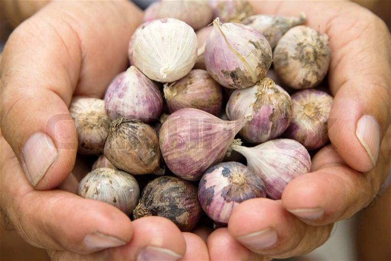 Close up of fresh organic garlic, stock photo
